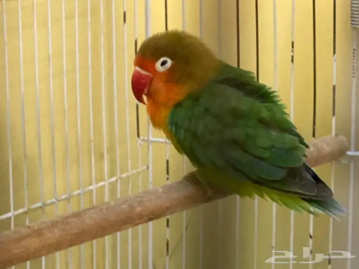 للبيع ذكر فيشر 0