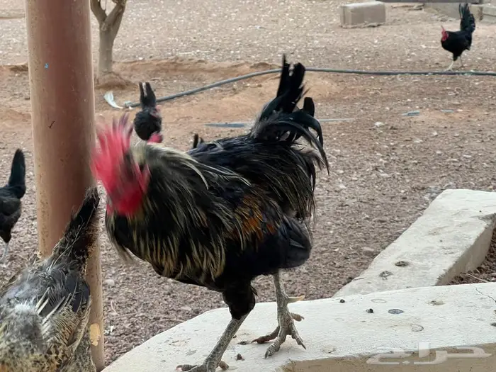 ديك بلدي فخم لون اسود 0