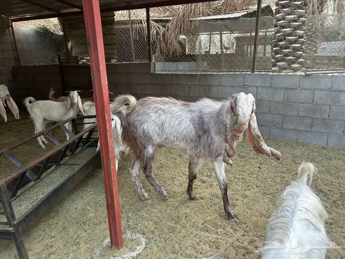فحل مشروك جرم ناهي 2