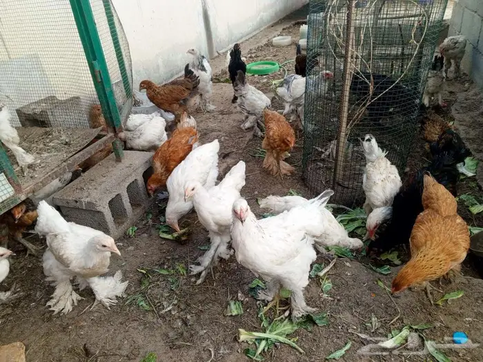 American chicken 1