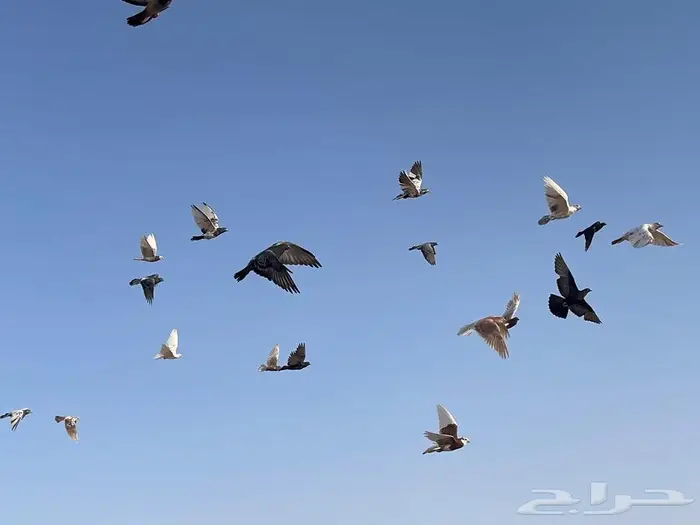 حمام بري للبيع 1