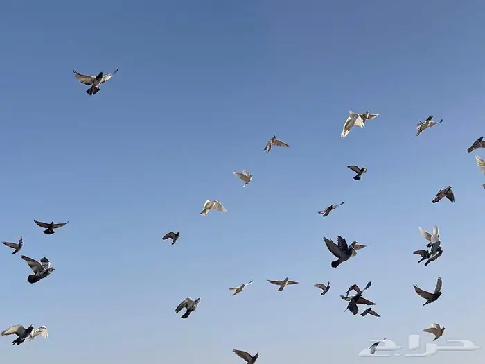 حمام بري للبيع 2