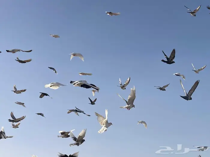 حمام بري للبيع 0