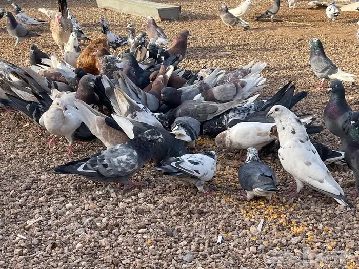 حمام بري للبيع 3