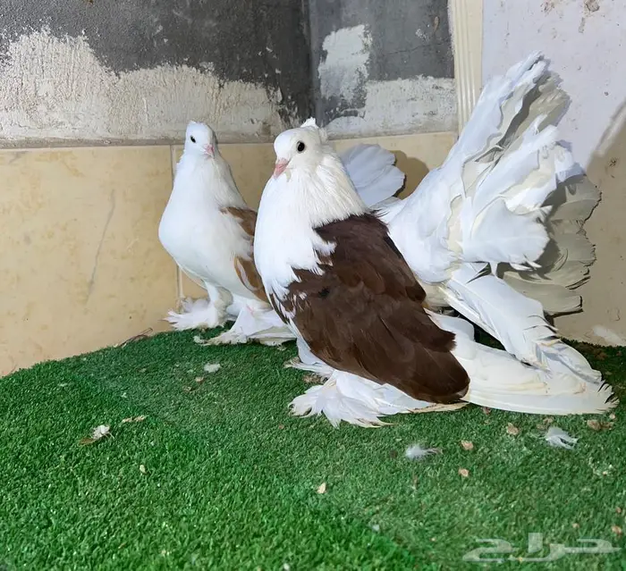 زوج أمريكي مكتف فاخر 1