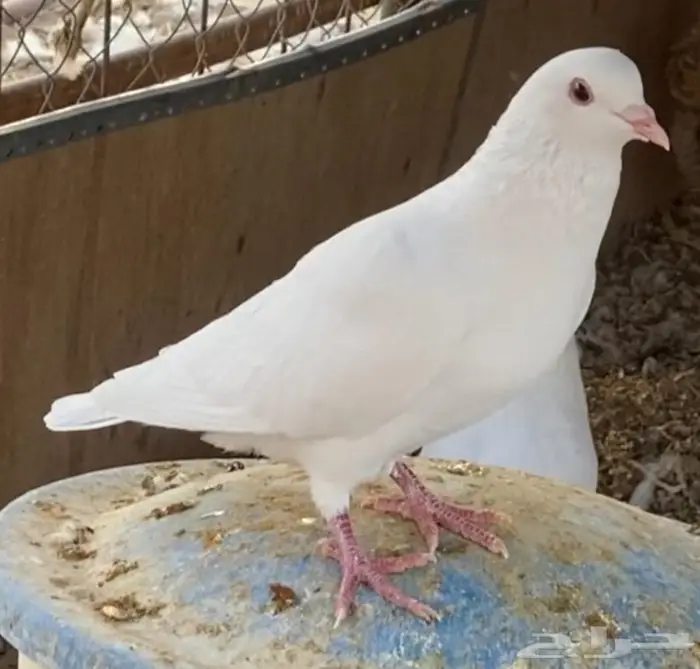 حمام فرنسي لاحم جامبو منتج 8