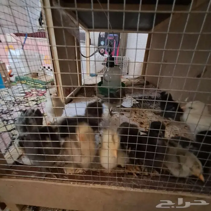صيصان عرض اشتري صوصين والثالث مجانا 2