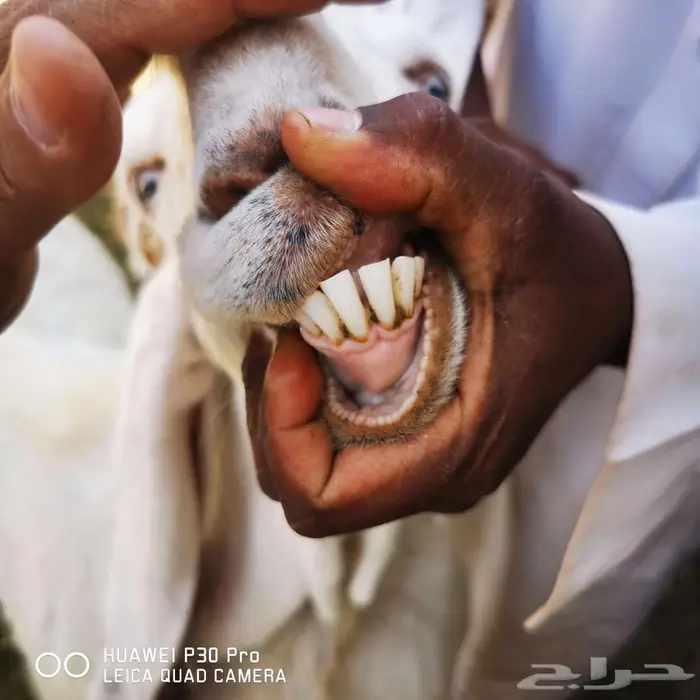 معزا للبيع 2