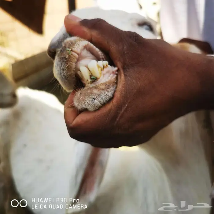 معزا للبيع 0