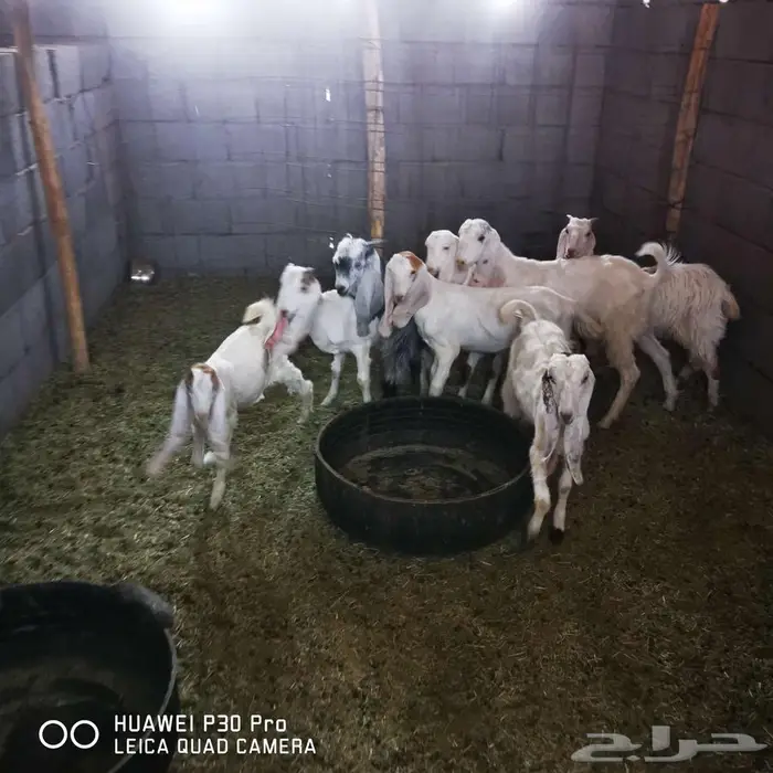 معزا للبيع 3
