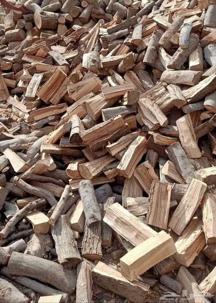 حطب زيتون افريقى 2