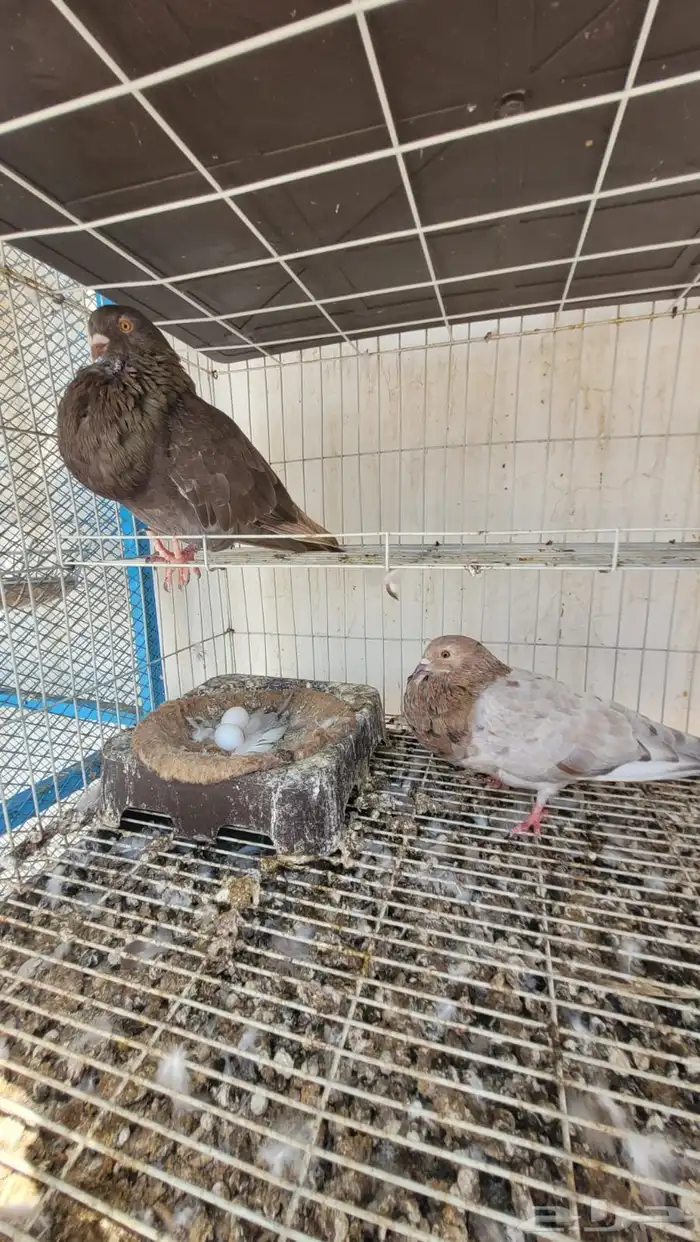 جوز نفاخ 4