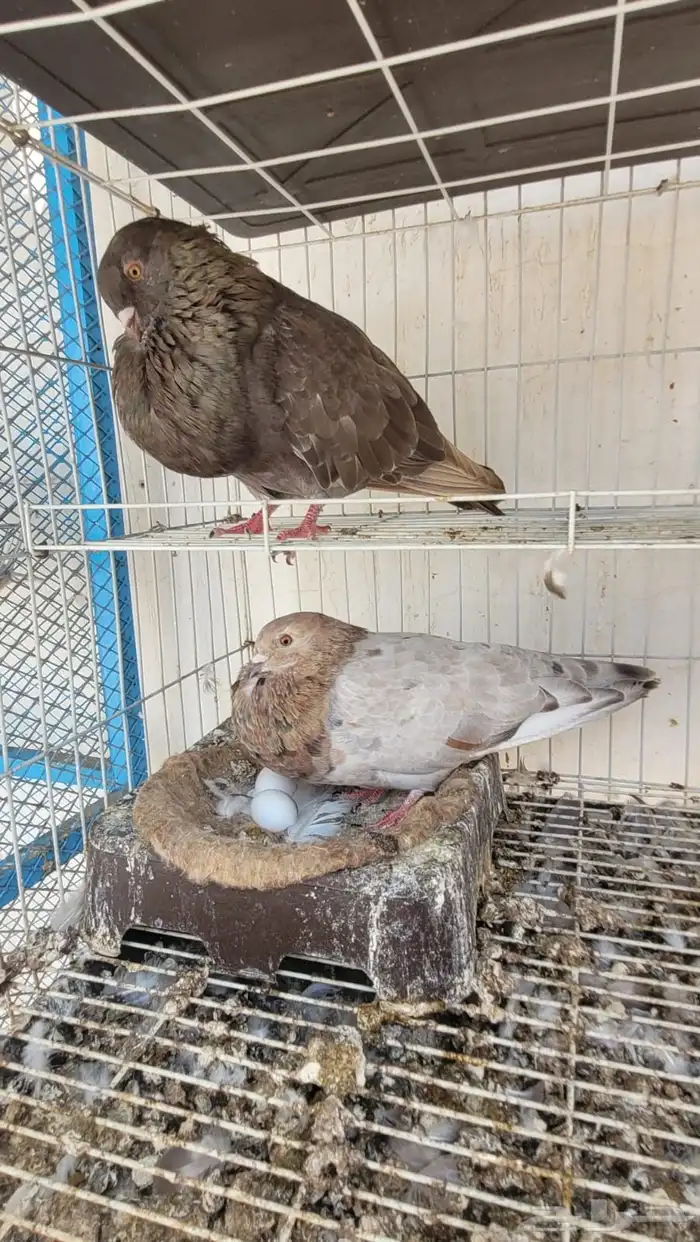 جوز نفاخ 3