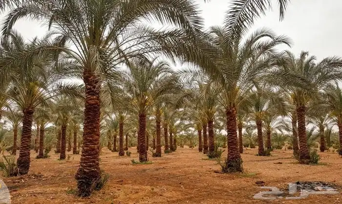 عمال نخل 0