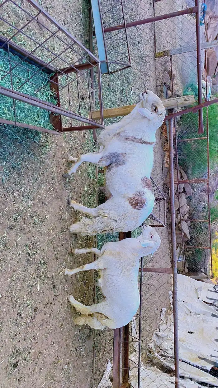 خروف فحل سواكني 4