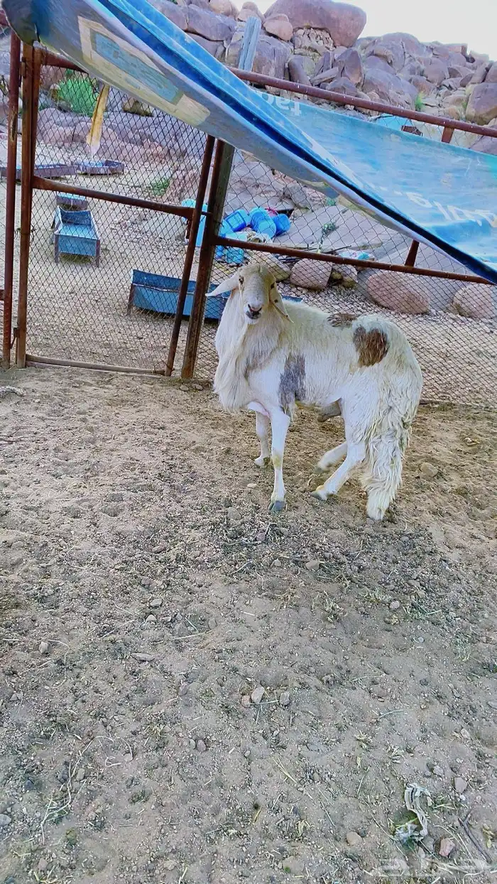 خروف فحل سواكني 6