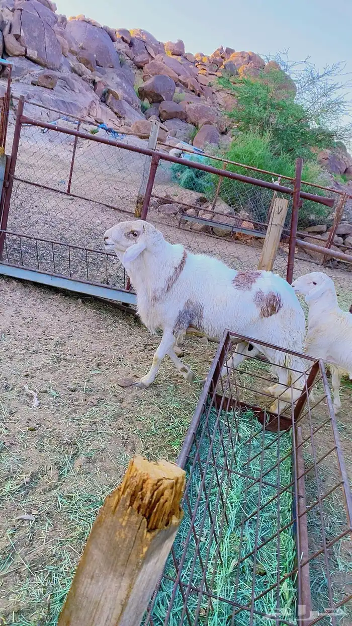 خروف فحل سواكني 7