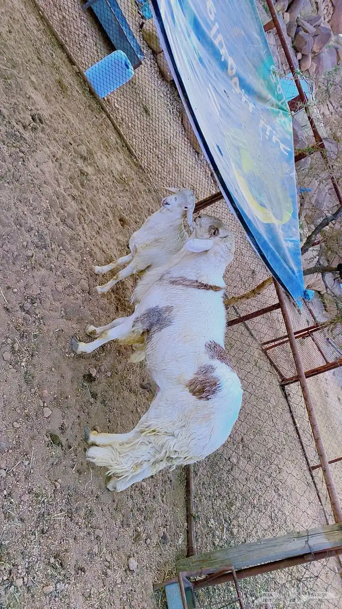 خروف فحل سواكني 5