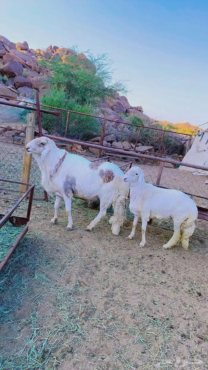 خروف فحل سواكني 3