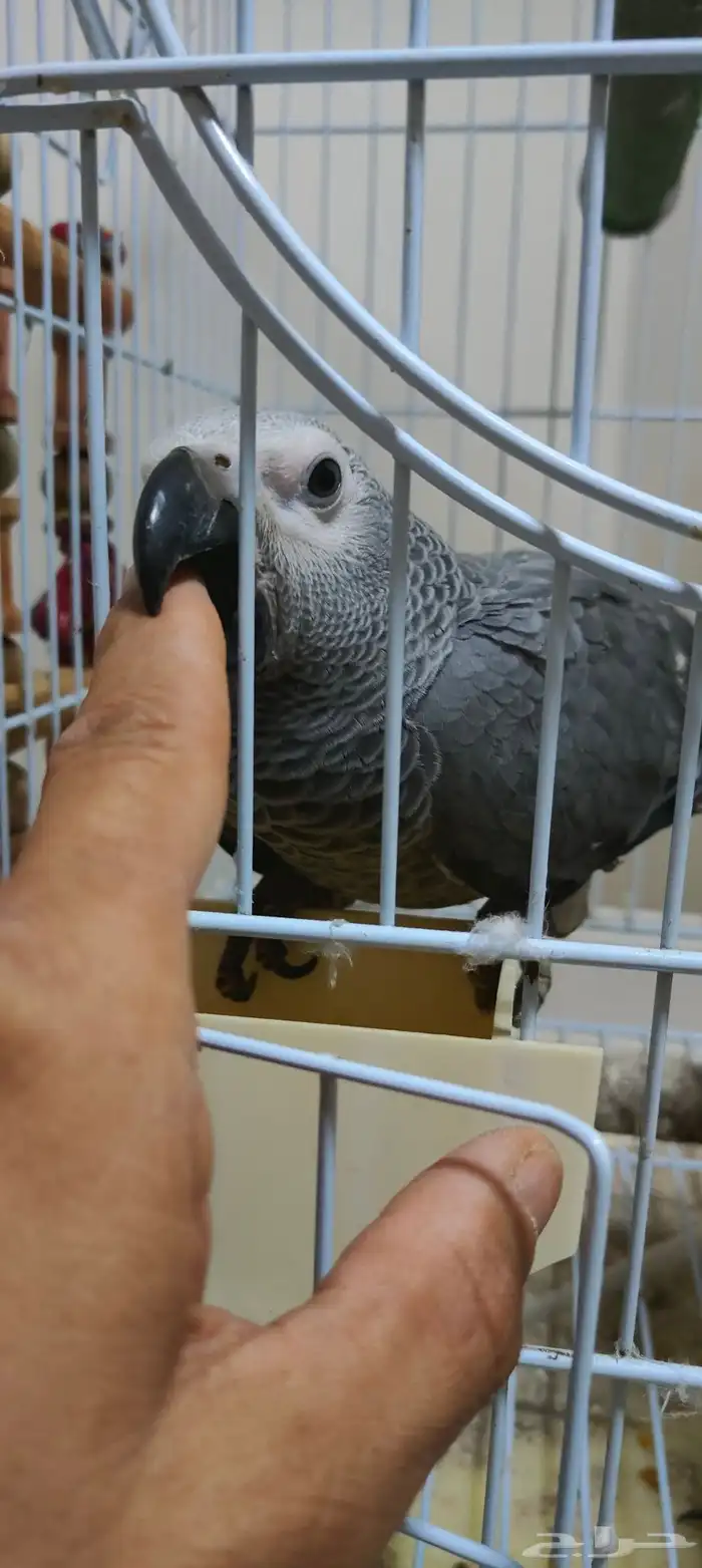 فرخ كاسكو مايعض 3