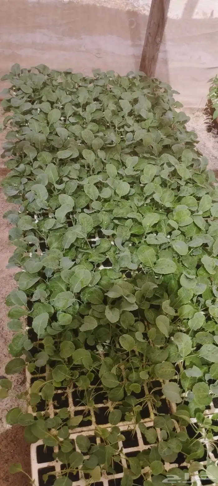 شتلات زراعيه 3