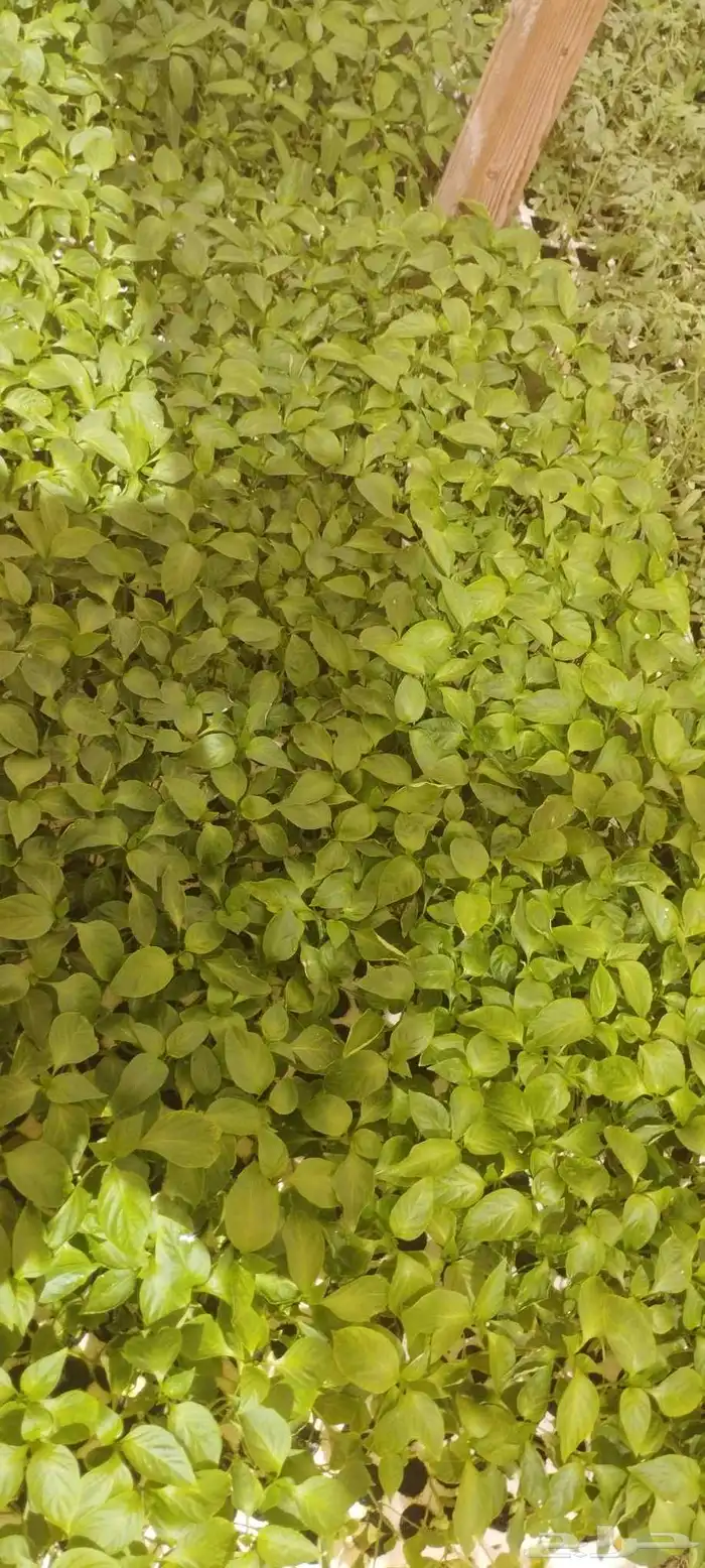 شتلات زراعيه 4