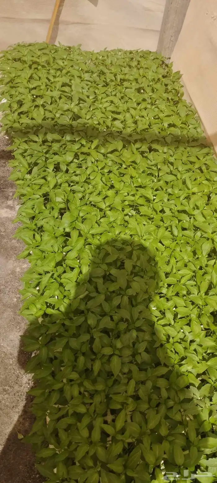 شتلات زراعيه 1