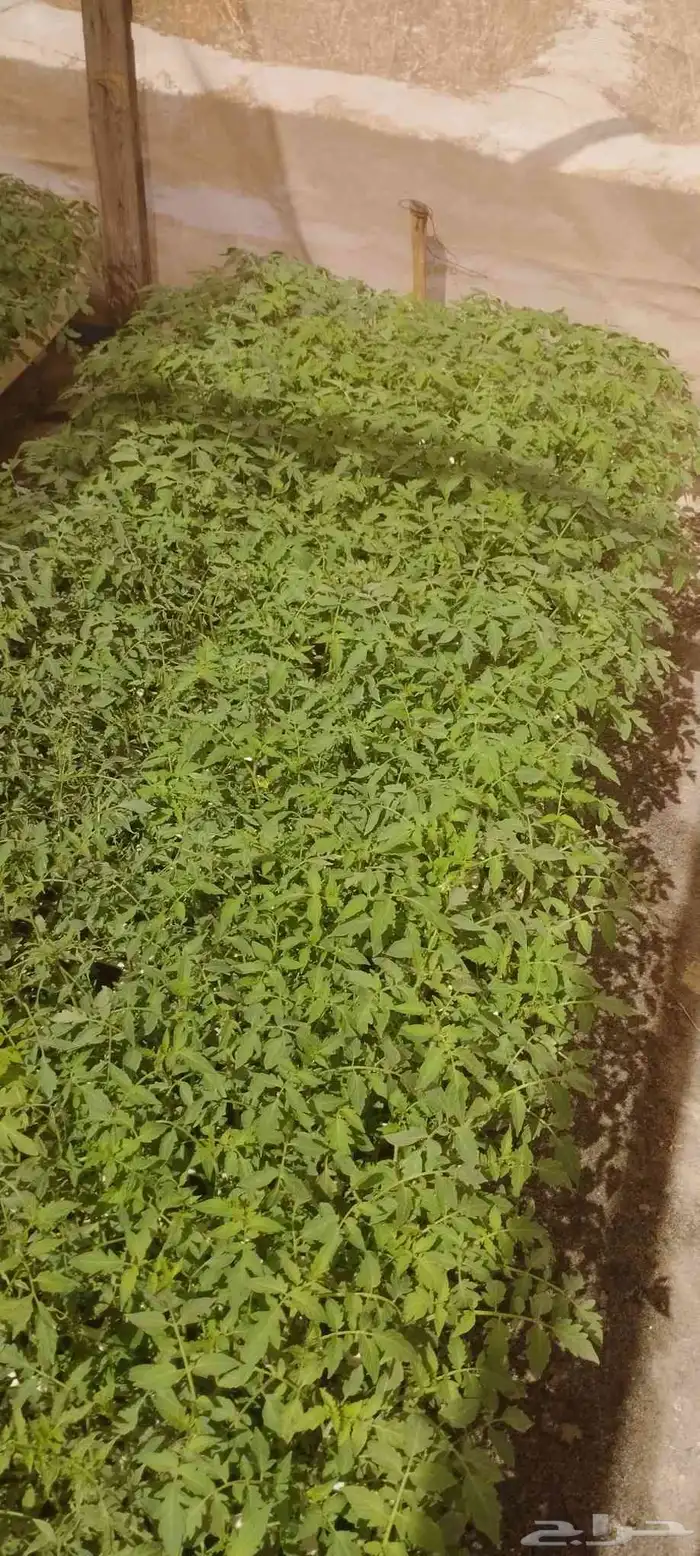 شتلات زراعيه 0