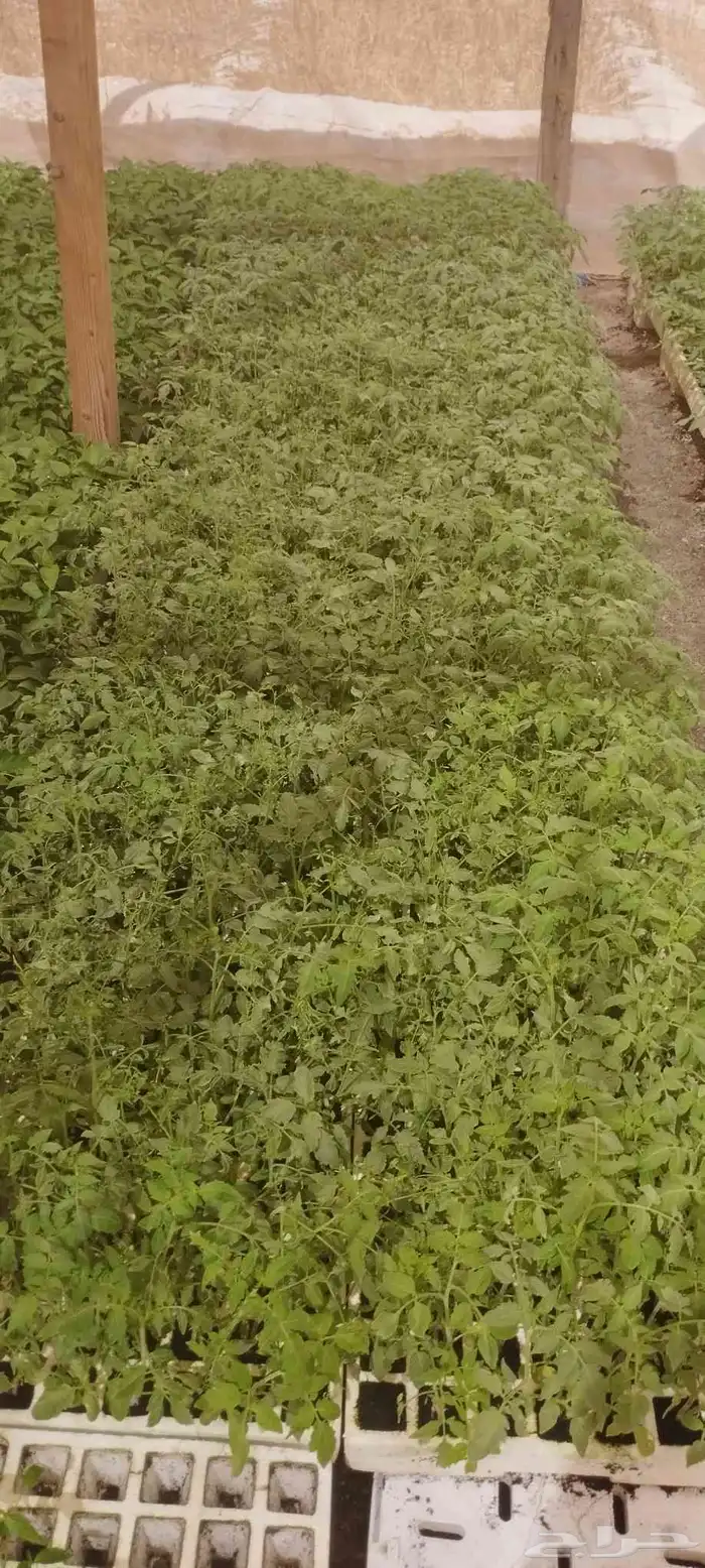 شتلات زراعيه 5