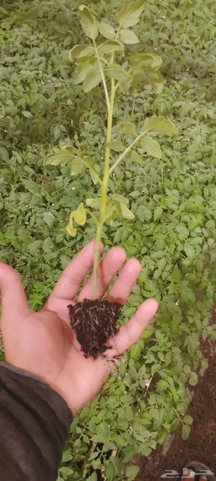 شتلات زراعيه 2