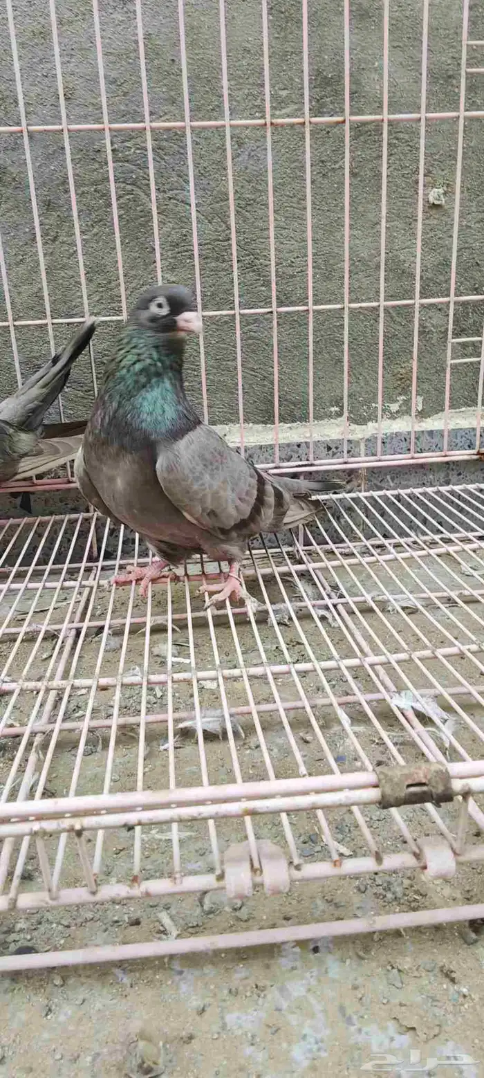 حمام باكستاني تم البيع 0