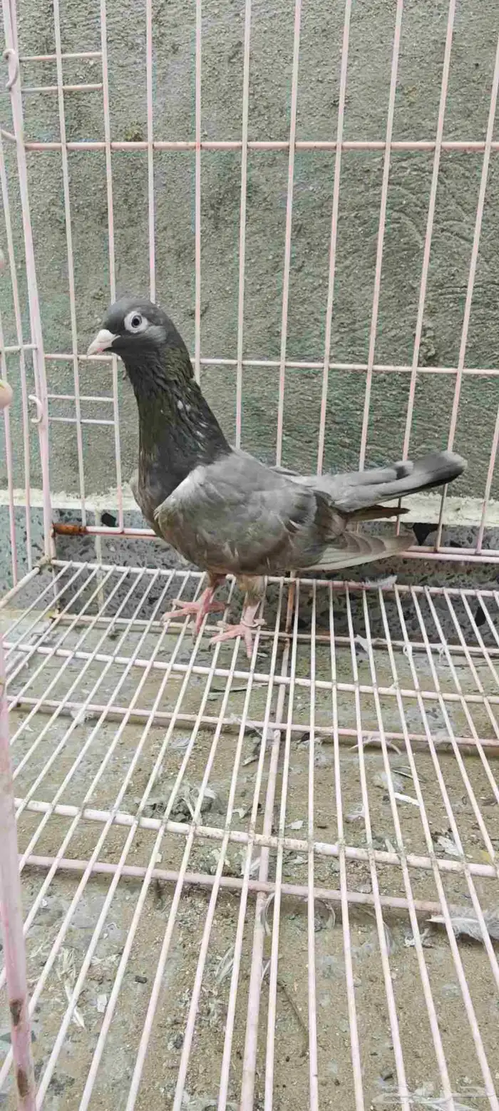 حمام باكستاني تم البيع 2