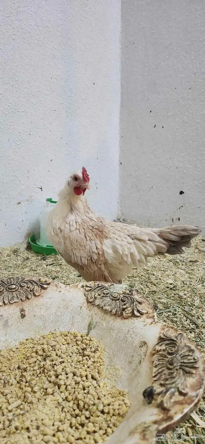 دجاج سيراما 0