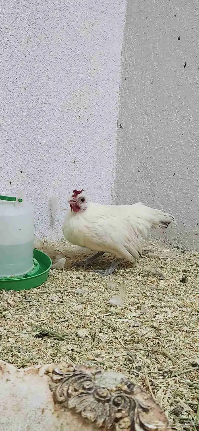 دجاج سيراما 3