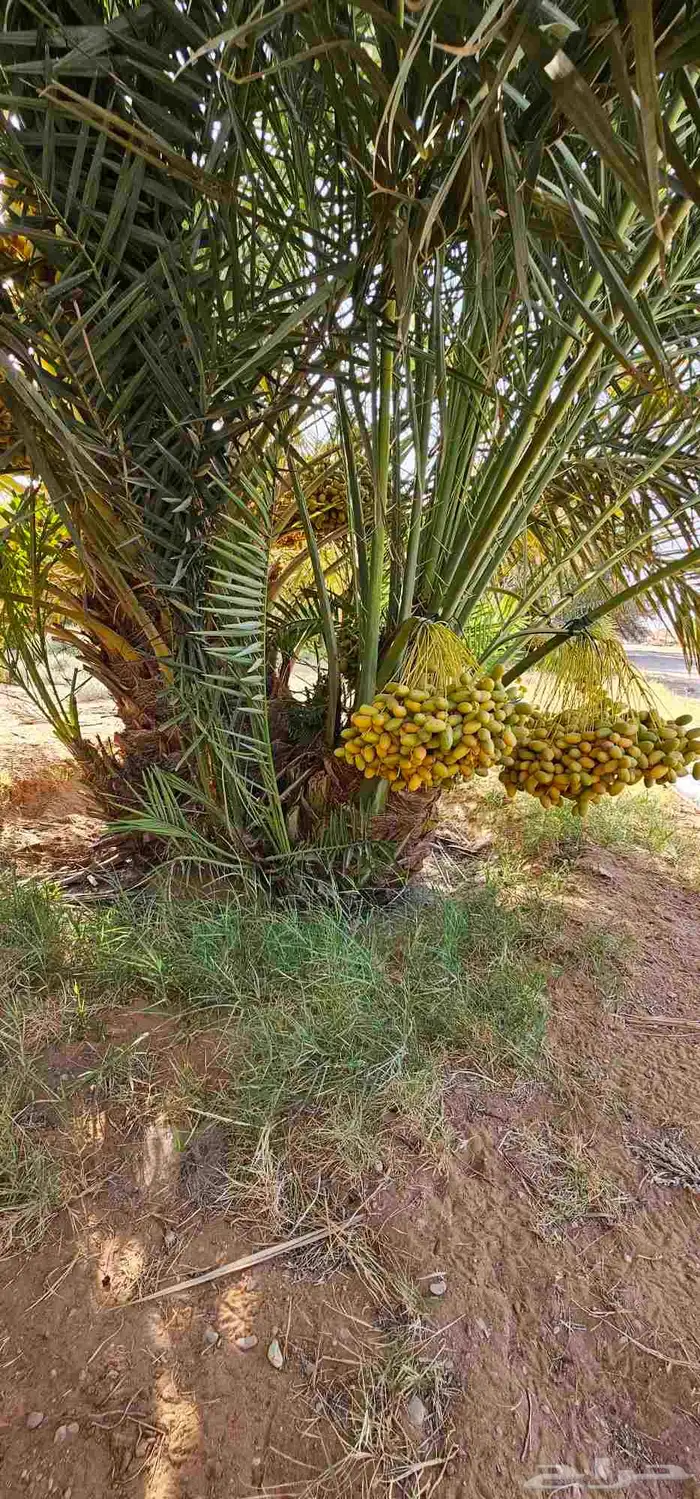 نخيل مثمر نخل للبيع منوع 3