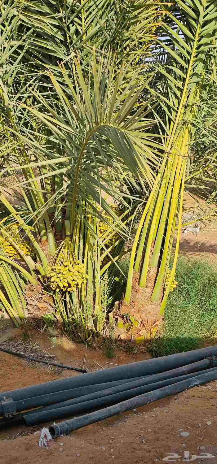 نخيل مثمر نخل للبيع منوع 4