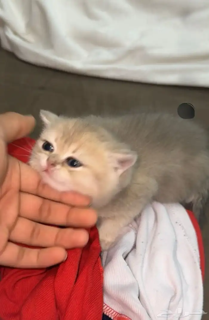 للبيع   قط ة British Shorthair Golden Shaded 1