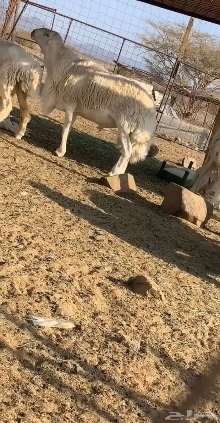 فحل حري ( على نية بيع ) 0