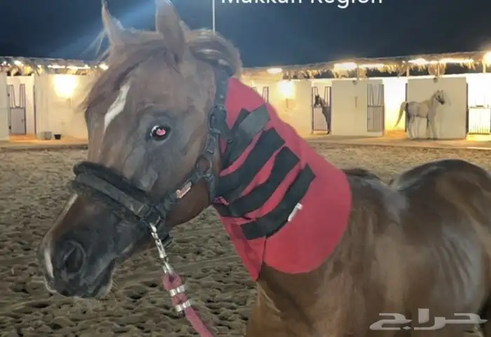 مهر جمال 2