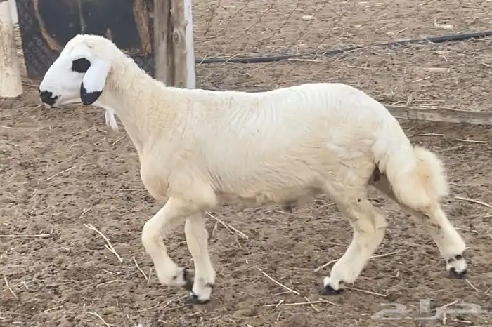 خروف حري للبيع 4
