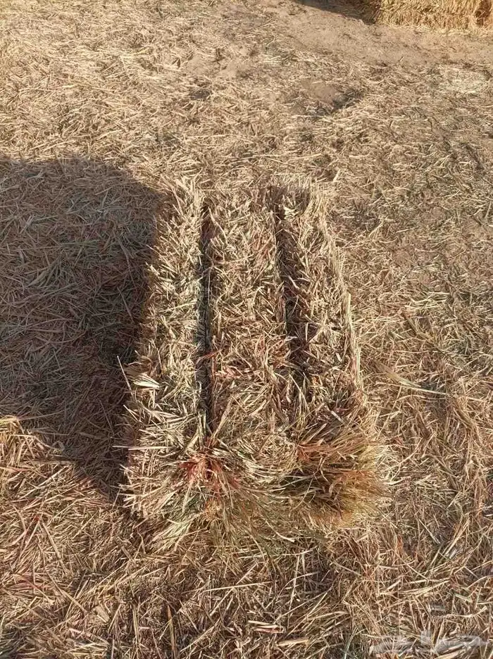 ذره علفيه خضراء 0