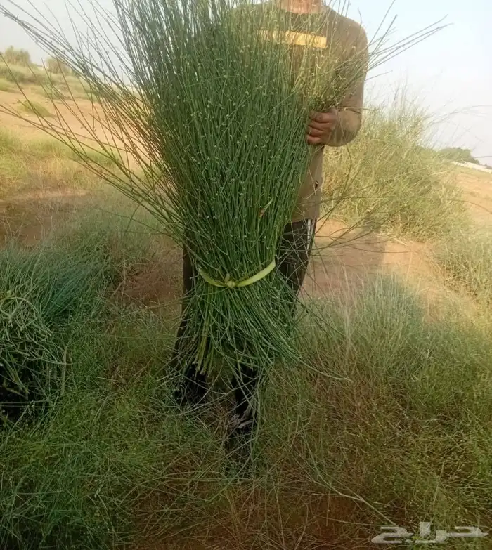 مرخ جيزان طازج 0