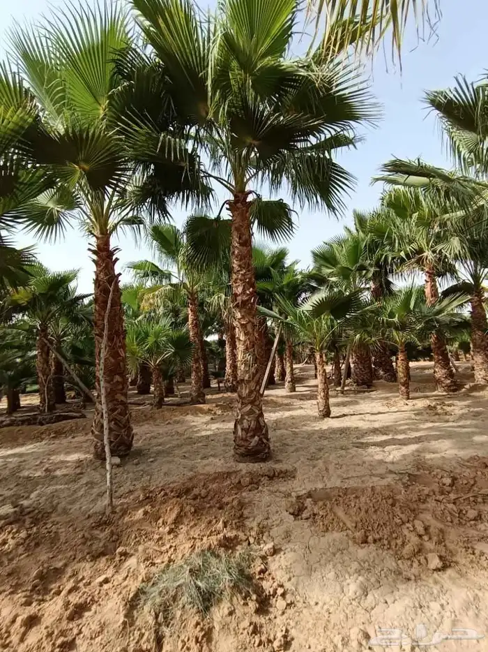 نخل واشنطني زينه امريكي 2