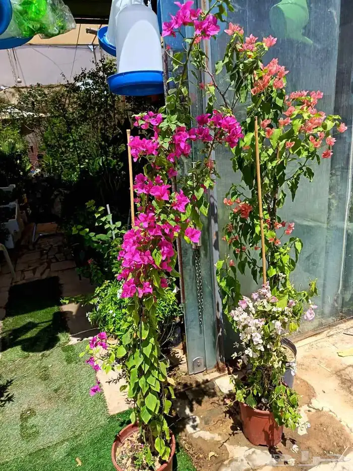 منسق حديق وتركيب جميع شبكات الري العادي والاتمتك 6