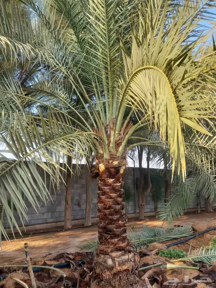نخل للبيع 11