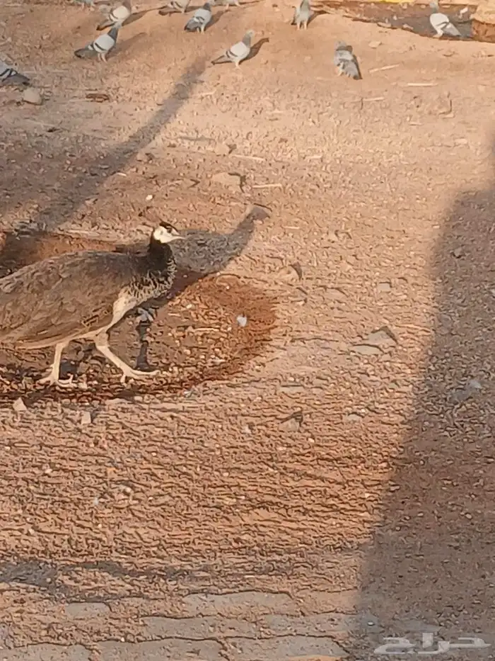 طاووس 0