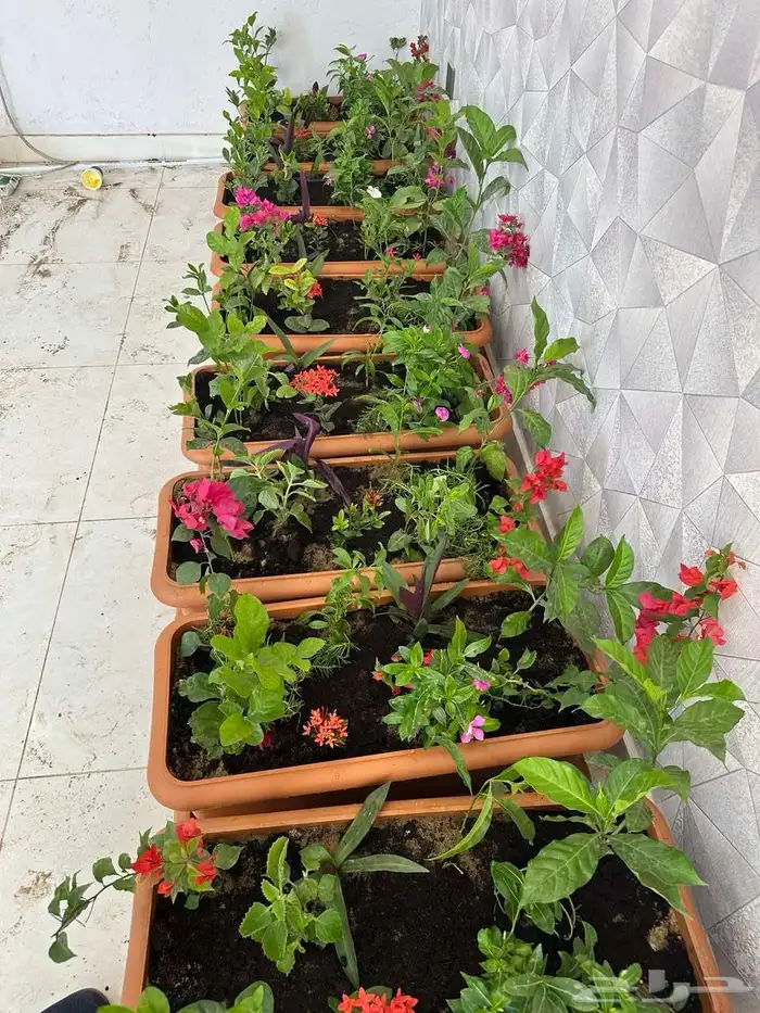 استمتع بأجمل الحدائق والشلالات في جده ومكه مع  م..اب 5