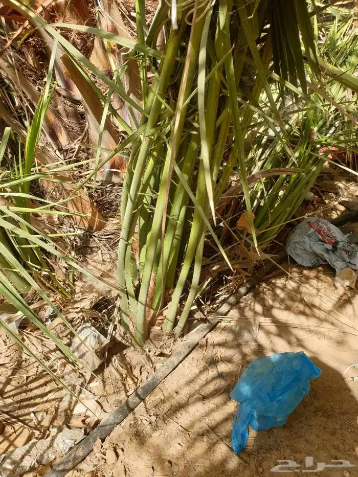 فروخ نخل جثايث نقايل نخل 1