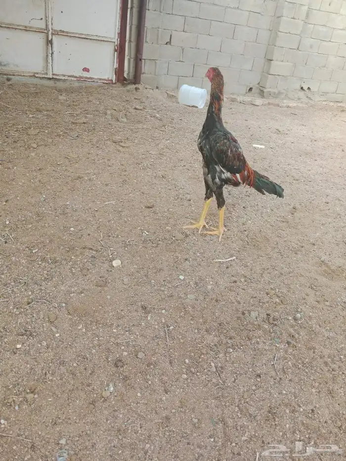 سلام عليكم عرض لك طقم شامو ياباني عمر تقريبا ديك 6 شهر دجاج 8