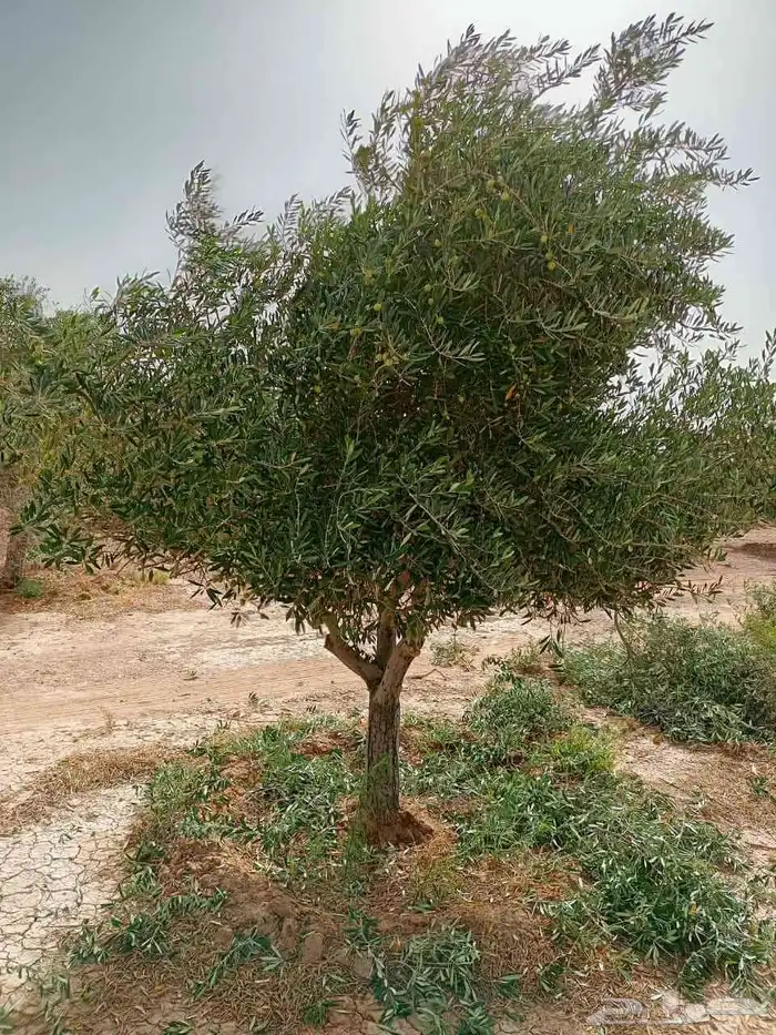 اشجار سدر اشجار زيتون معمر ومفرع 3